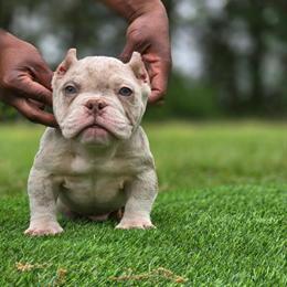 Lilac Merle Male Puppy Looking for a Good Home in Crestview, fl