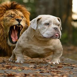 Beautiful Merle Female Dog Coming Into Heat Soon in Crestview, fl