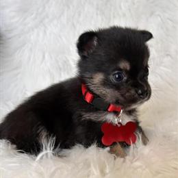 First Generation Female Pomchi Available in Jacksonville, nc