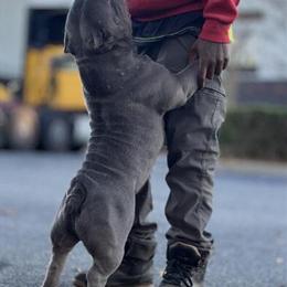 Micro Male Devilspit - Great with Kids and House Trained in Charlotte, nc