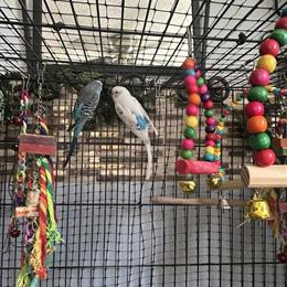 Budgies with Large Flight Cage Ready for New Home in West Liberty, ky
