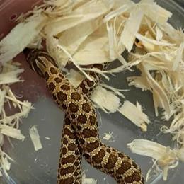 Cornsake and Hognose Snakes for Rehoming in Grand Rapids, mi
