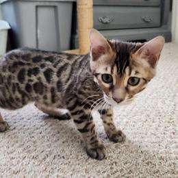 Bengal Kittens Available - TICA Registered, Ready for Homes in Stafford, va