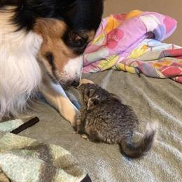 Chinchillas - 4 Months Old, Ready for New Homes in Thornville, oh