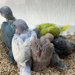 Hand Fed Indian Ring Neck Parrots for Sale in Miami, fl
