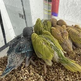 Indian Ring Neck Parrots for Sale in Miami, fl