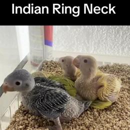 Indian Ring Neck for Sale in Miami, fl