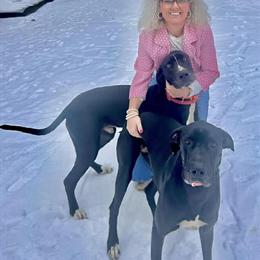 Great Dane Pair Seeking New Home in West Liberty, ky