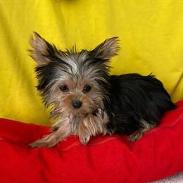 Fluffy Yorkshire Terrier Boy Available in Los Angeles, ca