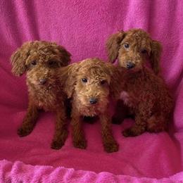 Red Female Toy Poodle Puppies in Los Angeles, ca