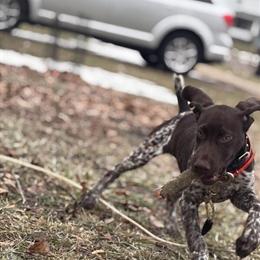 German Shorthaired Pointer for Adoption in Rockford, il