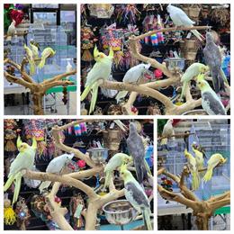 Handfed Cockatiel Babies in Various Colors Available in Delray Beach, fl