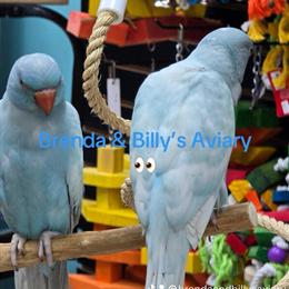 Blue Indian Ringneck for sale in Delray Beach, fl