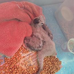 African Grey Baby Bird - Hand Fed and Sweet in Delray Beach, fl