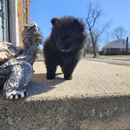 Pomeranian Puppies Looking for Loving Homes in Warren, mi