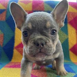 Adorable Male French Bulldog Ready for a New Home in Renton, wa