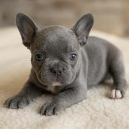Adorable Blue Male French Bulldog Ready for a New Home in Renton, wa