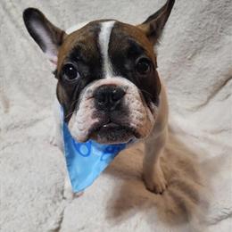 French Bulldog Puppies Ready at 8 Weeks in Flint, mi