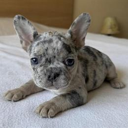 Adorable Male French Bulldog Cosmo Ready for a New Home in Renton, wa