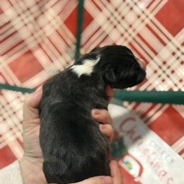 Cane Corso x Pitty Puppies Ready for New Homes in Pittsburgh, pa