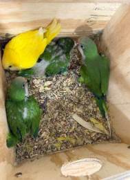 Quaker Parrot Babies Multiple Mutations Available Brooklyn Ny in Brooklyn, NY