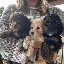 Miniature Poodle Puppies Ready for New Homes in Warren, mi