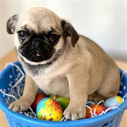 Male Pug Puppies Ready for New Homes in Glasgow, ky