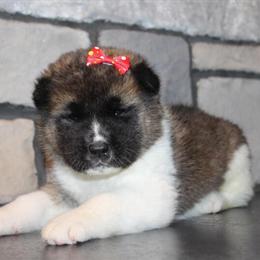 Akitas Males and Females Available - Call or Text 330-749-6480 in Wooster, oh