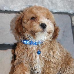 Mini Poodle AKC Male and Female Puppies Available in Wooster, oh