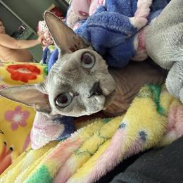 5 Year Old Female Sphynx Cat Available in Flint, mi
