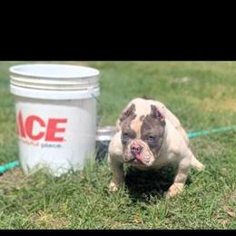 Exotic Male Bully Looking for a Loving Home in Beaufort, sc