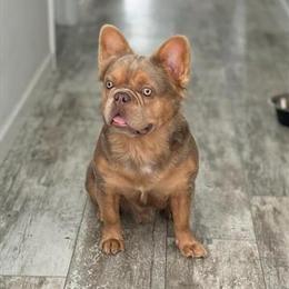 French Bulldog Stud Available - Isabella Fluffy in Beaufort, sc