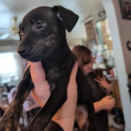 Miniature Pinscher Puppies Available for Christmas in Zanesville, oh