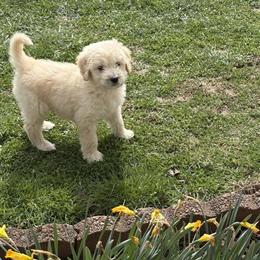 Male Golden Doodle Puppy Available in Columbia, ky