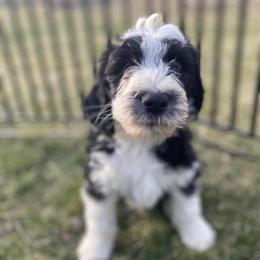 10 Week Old Australian Mountain Doodles Ready for New Homes in Lapeer, mi
