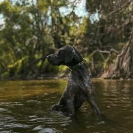 German Shorthaired Puppies Ready for New Homes in Myakka City, fl