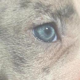 American Bully Puppies - Merle Boy and Champagne Female in Hartford, ct