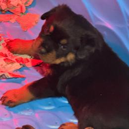 Beautiful Rottweiler puppies available in Hartford, ct