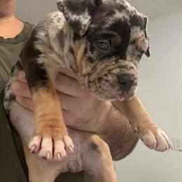 XL American Bully Pups from Bossy Kennel Available Now in Hartford, ct