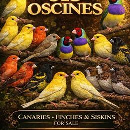 Canary Finch and Various Finch Pairs for Sale in Schenectady, ny