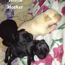 Black Labrador Retriever Available for Stud Services in Imlay City, mi