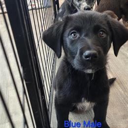 Australian Shepherd Puppies Ready for Forever Homes in Imlay City, mi