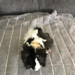 Abyssinian Guinea Pig Babies Available in Sheridan, in