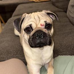 7 Month Old Male Pug Needs a Loving Home in Portage, mi