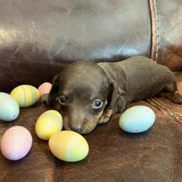Mini Dachshund Available - AKC Registered in Raleigh, nc