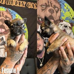 French Bulldogs Ready for New Homes! in La Vergne, tn