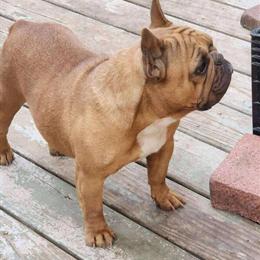 Adult Female French Bulldog in La Vergne, tn