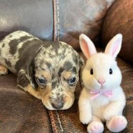 AKC Mini Dachshund Available for Adoption in Raleigh, nc