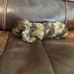 AKC Longhair Mini Dachshund Available in Raleigh, nc