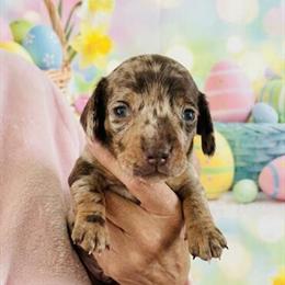 Mini Dachshund Puppy Available in Raleigh, nc